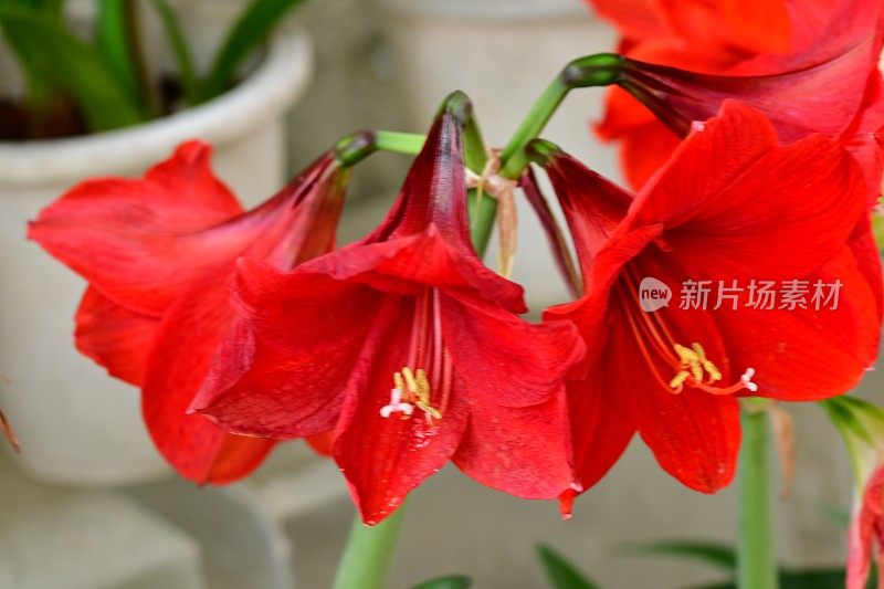 孤挺花/ Hippeastrum